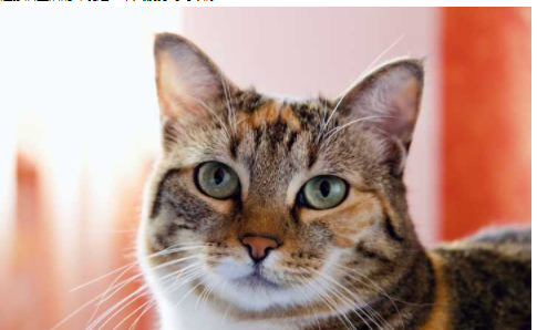 歐式家裝設(shè)計模型，歐式木門風(fēng)格怎么樣？