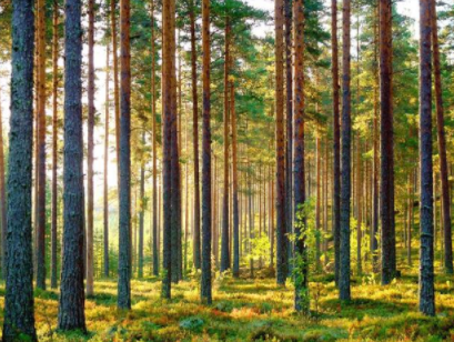 白色松木家具品牌：松木家具好還是橡木家具好？