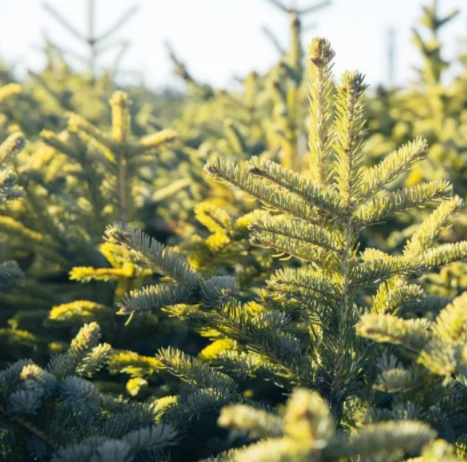 木材加工市場：松木VS柏木，木材界最激烈對決！