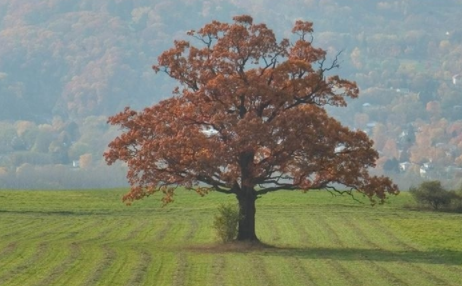 純橡木家具品牌：紅橡木與白橡木，不只是顏色的區(qū)別