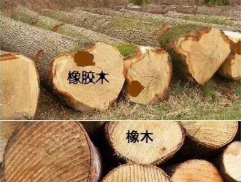 橡膠木和橡木的區(qū)別：橡木和橡膠木是一樣的嗎？如何鑒別它們呢？