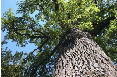 環(huán)保油漆涂料：你認(rèn)識什么是橡木和櫸木嗎？