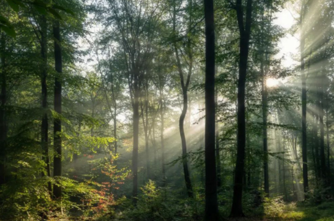 紅杉木家具;香杉木做衣柜好不好？香杉木板材有什么優(yōu)勢？