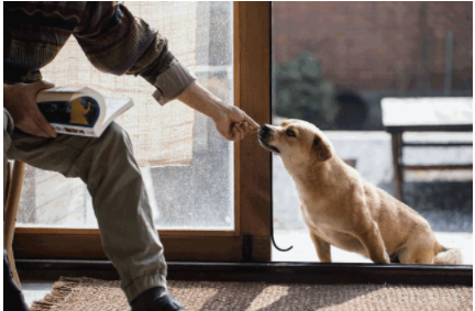 智能家裝流程：家裝設(shè)計(jì)時(shí)，有哪些適合「養(yǎng)寵家庭」的家居設(shè)計(jì)巧思？