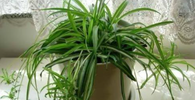 室內(nèi)裝修后除甲醛：如何清除甲醛？甲醛治理有用嗎？