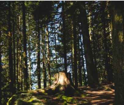 民宿規(guī)劃設(shè)計(jì)案例：家具+民宿+咖啡館，打造家具行業(yè)新模式